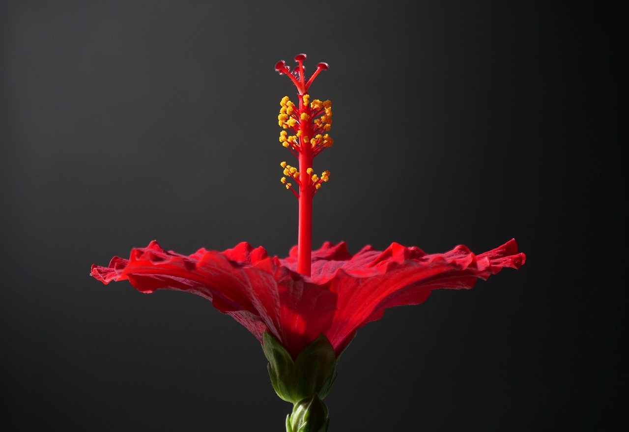 Flower Press Craft: Botany for Kids